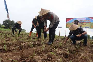 Polres Kuningan Tanam Jagung Serentak Di 27 Lokasi