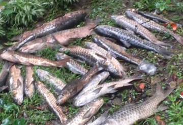 Puluhan Ikan Dewa Cigugur Mati  Akibat Anomali Iklim