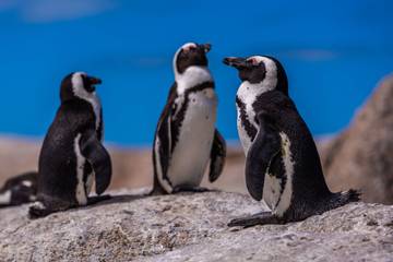 Mengenal Lebih Dekat Kehidupan Unik Burung Pinguin Antartika