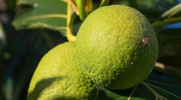 Buah Sukun ‘Future Food’ yang Mendunia di 2026