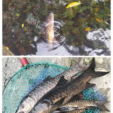 Ratusan Ikan Dewa Tewas, Evaluasi Dugaan Malpraktik Habitat