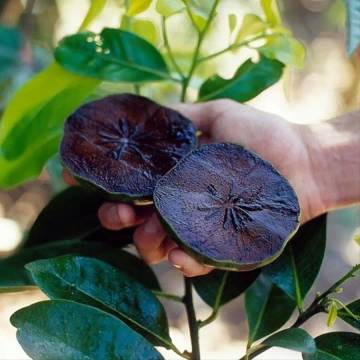 Black Sapote, Buah Dengan Rasa Seperti Puding Cokelat