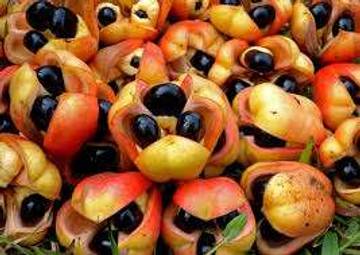 Buah Akee, Buah yang paling ikonik dari Karibia