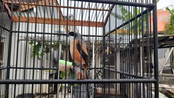 Cara Memilih Burung Cendet Prospek Dan Berkualitas