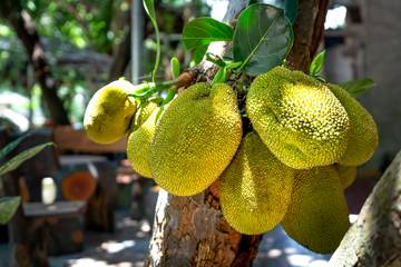 Keunikan Nangka Buah Terbesar Dunia