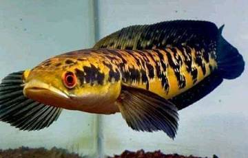 Sepuluh Jenis Pakan Terbaik Untuk Ikan Channa 