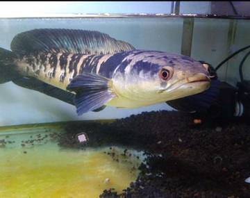 Inilah 7 Jenis Ikan Channa Termahal 