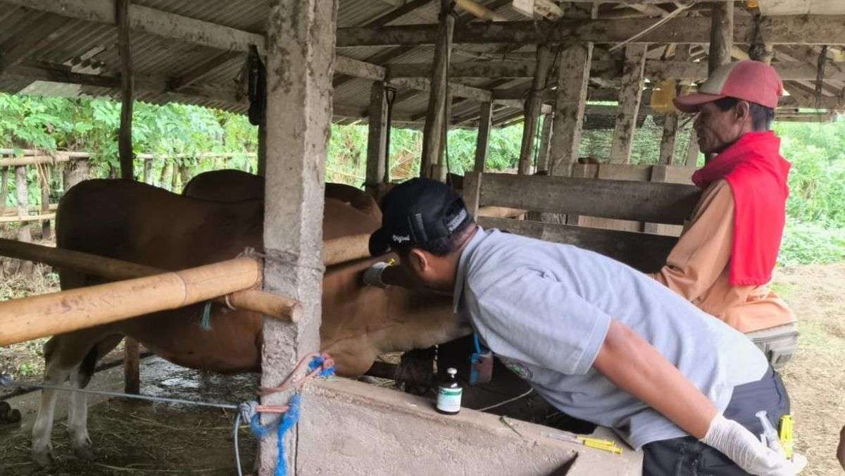 Ribuan Vaksin LSD untuk Jembrana dan Buleleng