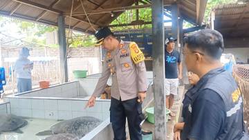 Satpolairud Polres Jembrana Gagalkan Penyelundupan Lima Ekor Penyu di Gilimanuk 
