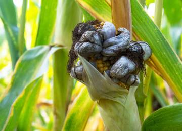 Huitlacoche, Jamur pada Jagung yang Lezat dan Bernutrisi