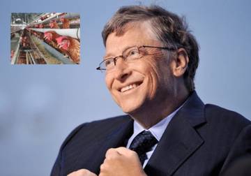 Jika Bangkrut, Bill Gates Pilih Ternak Ayam: Kenapa?