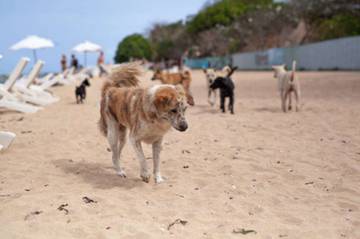 PAWS Up! Aksi Demi Anjing & Pariwisata Bali