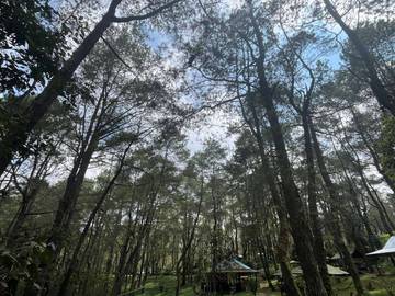 Pengembangan Ekowisata Hutan Pinus