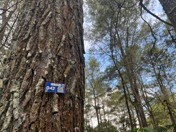 Adopsi Pohon Pinus dalam Sistem Ekowisata Kintamani