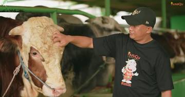 Mantan Ojol Sukses Jual Ribuan Ekor Sapi