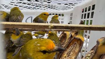 Upaya Penyelundupan Ribuan Burung di Bali Berhasil Digagalkan