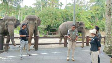 Mason Elephant Park Resmi Hentikan Atraksi Gajah Tunggang