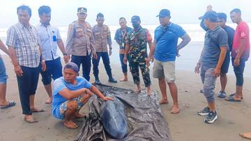 Terdampar Lemas, Paus Dievakuasi dari Pantai Tembles Mendoyo