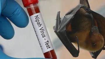 Waspada Virus Nipah, Hindari Kontak Langsung dengan Kelelawar