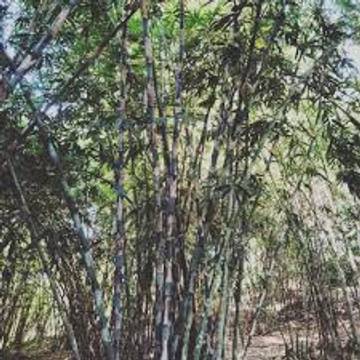 Belajar Makna Kehidupan dari Pohon Bambu, Perspektif Hindu