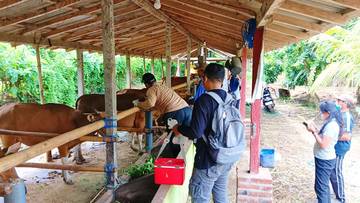  Stok Vaksin Minim, Puluhan Ribu Sapi Jembrana Terancam