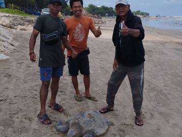 Penyu Lekang Pantai Kuta Dievakuasi untuk Perawatan