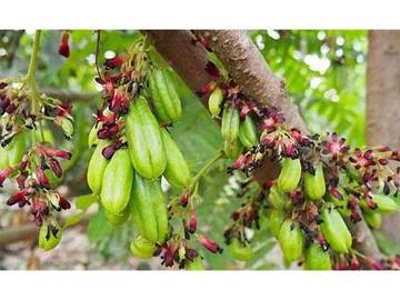 Belimbing Sayur, Asam Tradisional Kaya Manfaat 