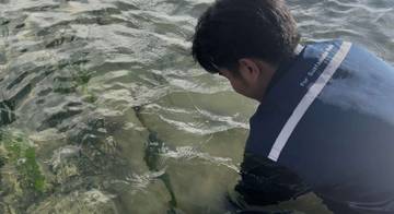 Transplantasi Lamun di Pantai Mertasari