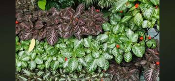 Episcia, Tanaman Hias Berdaun Halus Seperti Beludru