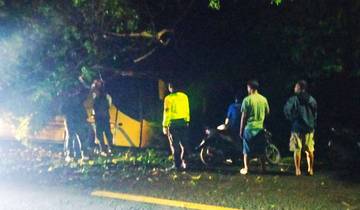 Hindari Pohon Tumbang, Bus Pariwisata Terperosok di Gilimanuk 