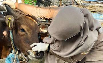 Cegah PMK, Kementan Siap Distribusikan 4 Juta Dosis Vaksin ke 25 Provinsi