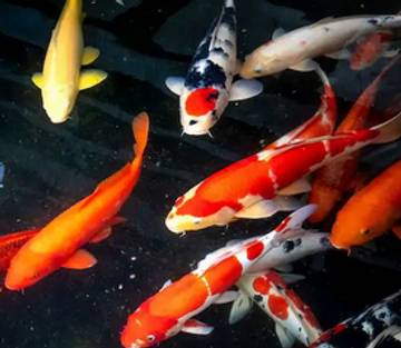 Hobi Ikan Hias Makin Diminati Warga Kabupaten Ende