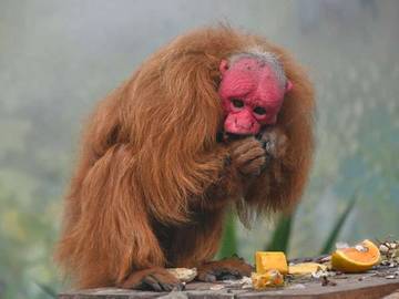 Uakari Merah Berkepala Plontos dari Amazon Terancam Punah