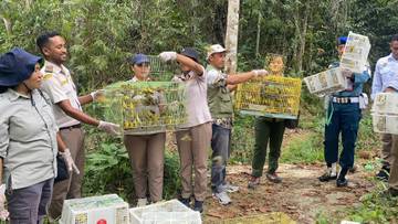 Burung Hasil Sitaan Dilepasliarkan di Hutan Nggorang Bowosie