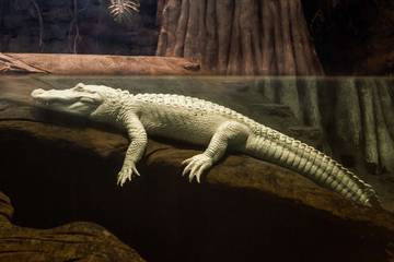 Claude, Seekor aligator albino ikon California, Mati