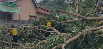 Pohon Tumbang Timpa Rumah Warga, Brimob Ende Bergerak