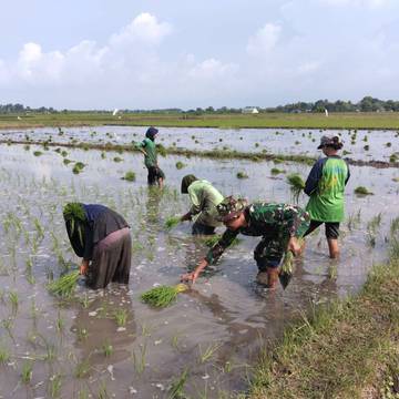 Babinsa Elar Dampingi Petani Nanga Baras Tanam Padi 