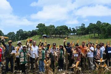 Desa Liang Ndara Panen Jagung Program Ketahanan