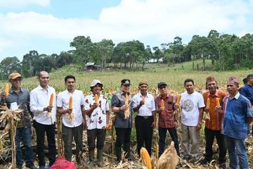 Desa Liang Dara Mabar Gelar Panen Raya Jagung
