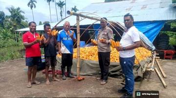 Panen Jagung Adonara Perkuat Ketahanan Pangan Daerah