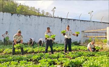 Rutan Bajawa Panen Sayur Dukung Aksi Kemenimipas