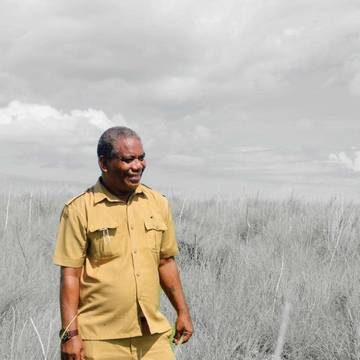 Hama Ulat Grayak Ancam Tanaman Petani Flotim