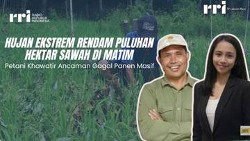 Hujan Ekstrem di Matim Tak Picu Gagal Panen