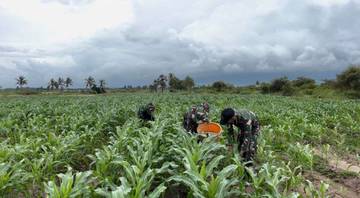 Optimalisasi Pertumbuhan Jagung, Yonif TP 834/WM Gencarkan Perawatan