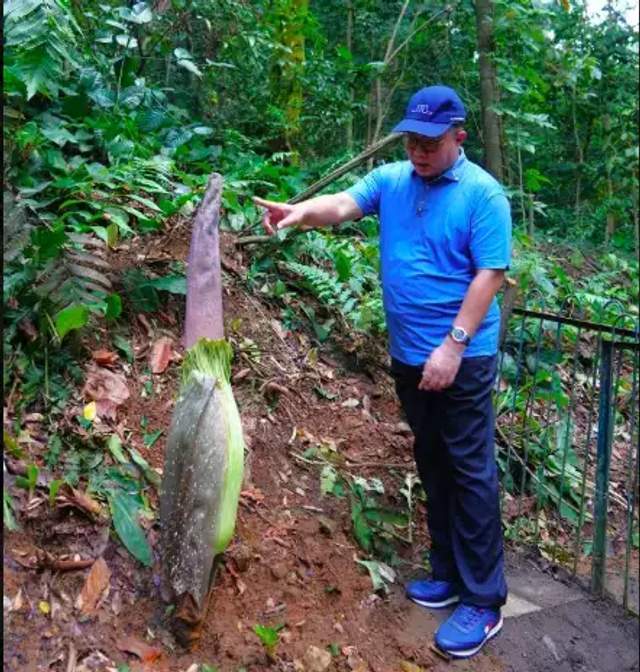 After 12 Years, Giant Corpse Flower Expected to Bloom at Bogor Botanical Gardens