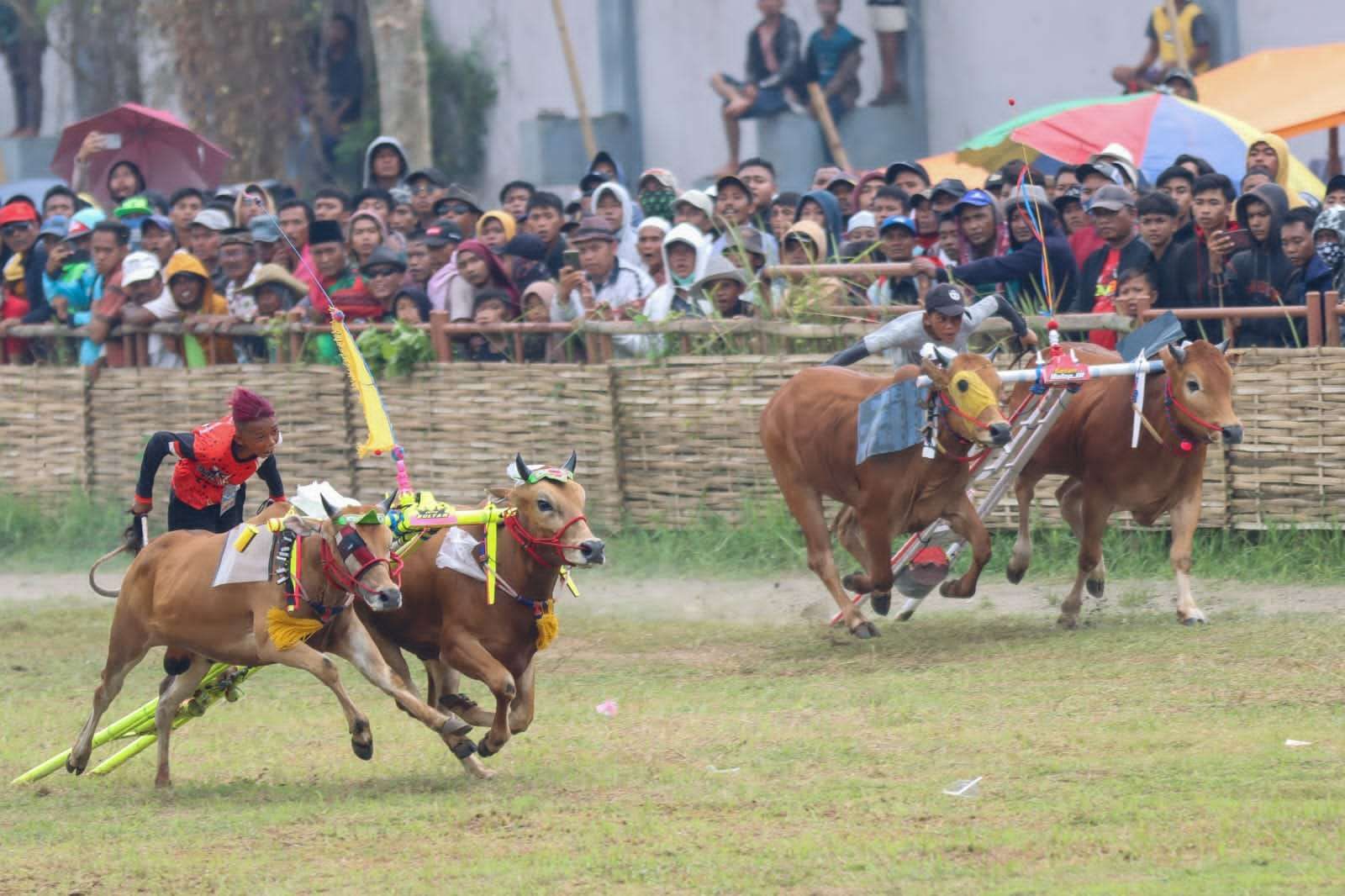 Bull Racing in Madura: A Tradition of Speed, Spirit, and Heritage