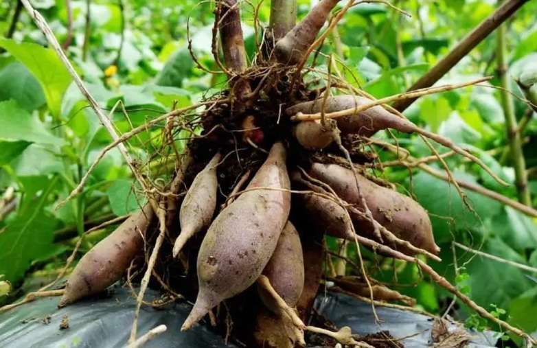 Dieng’s Yacon Root Poised for Geographical Indication Status
