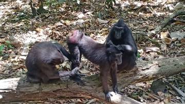12th Indonesian Primate Day, A Call to Protect Endangered Species