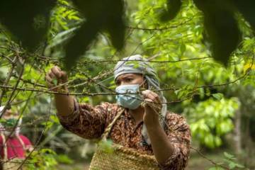 Andaliman, The Batak Pepper Culinary Legacy of North Sumatra