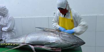 Ministry Facilitates Zero Tariff Fish Exports To Japan